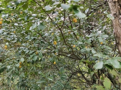 Euonymus myrianthus