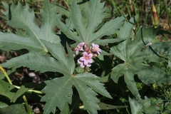 Jatropha macrorhiza