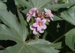 Jatropha macrorhiza