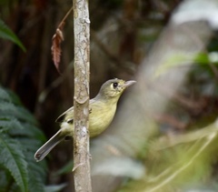 Vireo gundlachii
