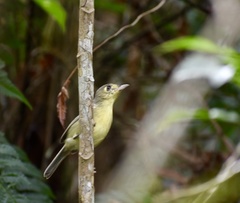 Vireo gundlachii