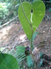Aristolochia gracilipedunculata