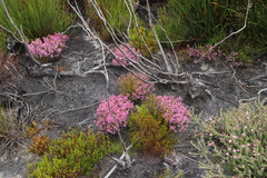 Erica gnaphaloides