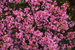 Erica gnaphaloides
