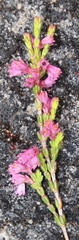 Erica gnaphaloides