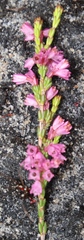 Erica gnaphaloides