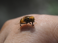 Eristalinus arvorum