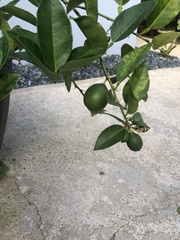 Citrus × aurantiifolia