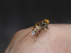Eristalinus arvorum