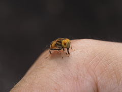 Eristalinus arvorum