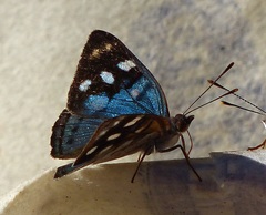 Dynamine tithia tithia