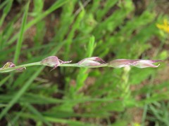 Gladiolus woodii