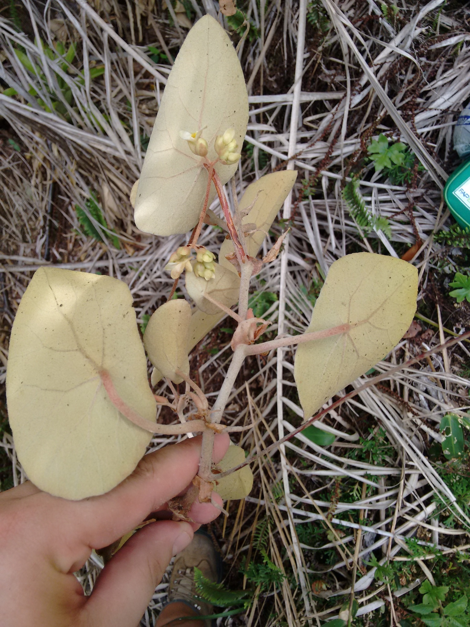 Begonia aguiabrancensis