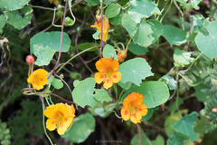 Tropaeolum minus