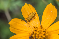 Ochraethes tomentosus