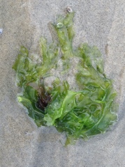 Ulva californica