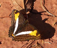 Adelpha malea goyama