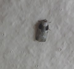 Lepidoptera