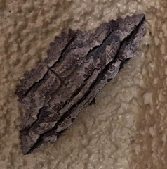 Thysania zenobia