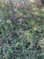 Tridens albescens