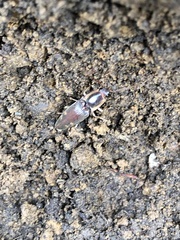 Conoderus semimarginatus