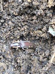 Conoderus semimarginatus