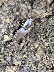 Conoderus semimarginatus