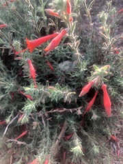 Epilobium canum