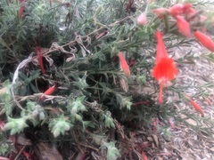 Epilobium canum