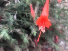 Epilobium canum