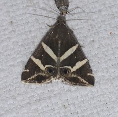 Grammodes pulcherrima