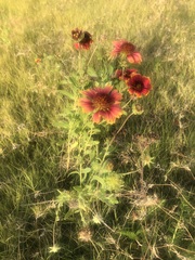 Gaillardia pulchella