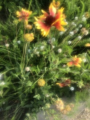 Gaillardia pulchella