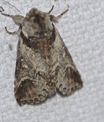 Antithemerastis acrobela