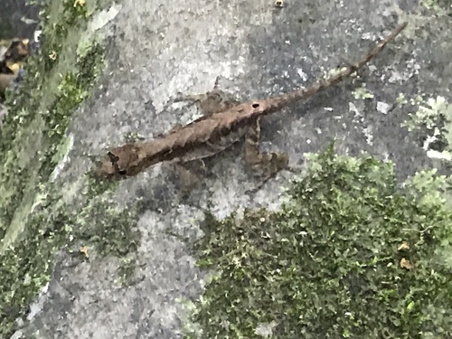Anolis humilis