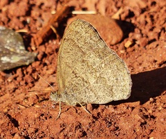 Cissia phronius