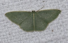 Chlorocoma melocrossa