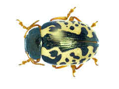 Calligrapha ostryae