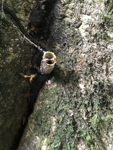 Tetragonisca angustula