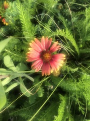 Gaillardia pulchella