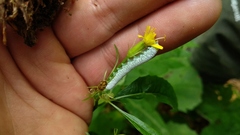 Tenthredo rubricoxis