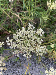 Pimpinella saxifraga