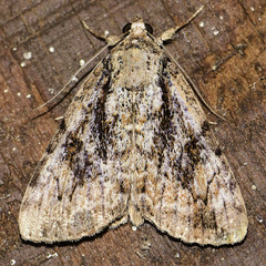 Catocala micronympha