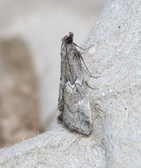 Alpheias transferens