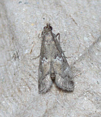 Alpheias transferens