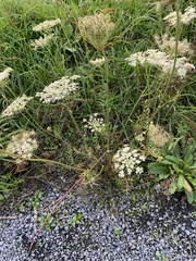 Pimpinella saxifraga