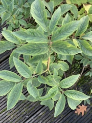 Sambucus