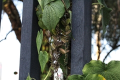 Dioscorea galeottiana