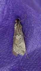 Alpheias transferens
