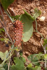 Battus polydamas